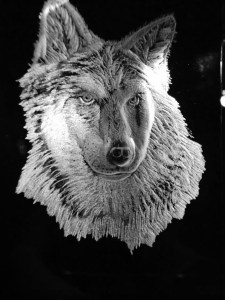 wolf